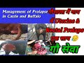 Uterine Prolapse Rectal Prolapse दोनों एक साथ क्या ये गाय ब�