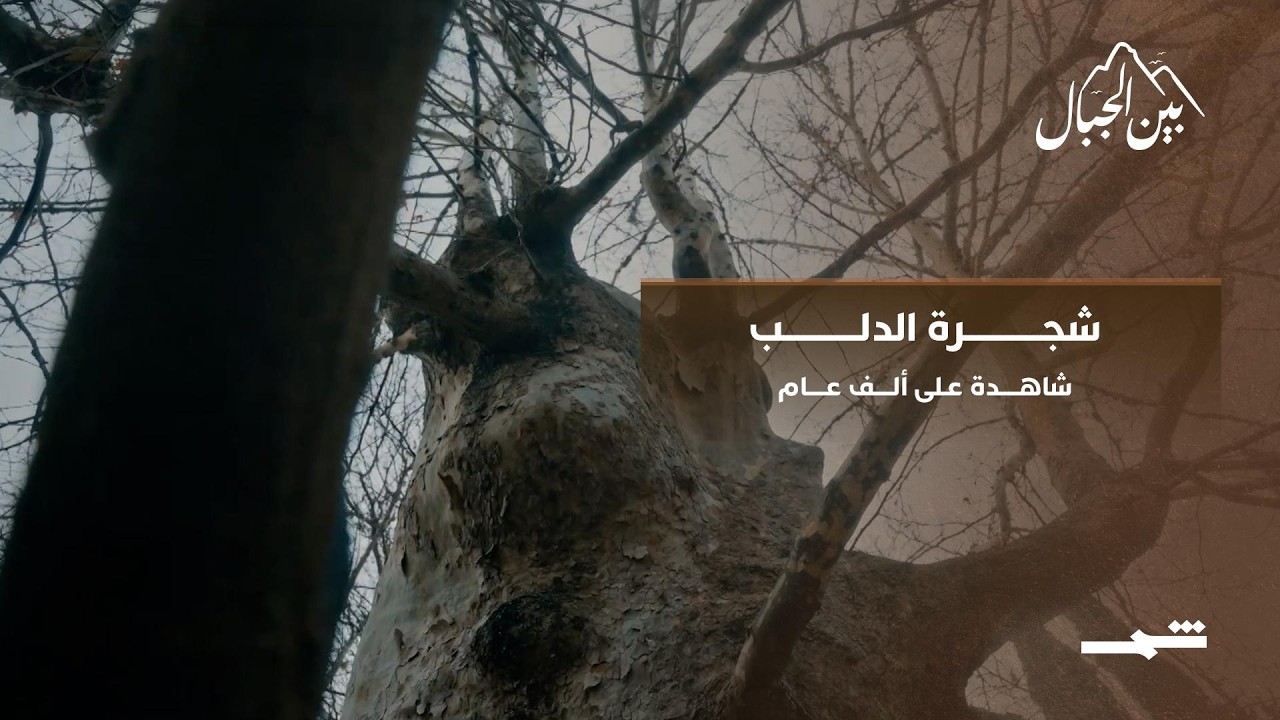 فيديو | شجرة الدلب… شاهدة على ألف عام