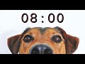 8 Minute Timer for School and Homework - Dog Bark Alarm Sound