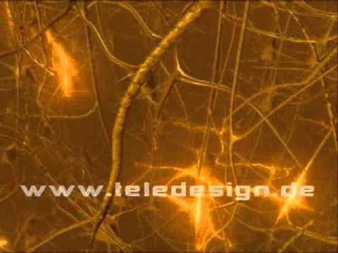 GN 021 Nervenzellen- SD PAL / GN 021 neurons- SD PAL