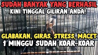 Download lagu The Most Effective Way to Cure a Giras, Glabakan, or Stuck-Sounding Cendet (BANG UCUP'S VERSION) mp3 Download lagu The Most Effective Way to Cure a Giras, Glabakan, or Stuck-Sounding Cendet (BANG UCUP'S VERSION) mp3