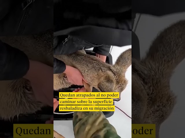 Vídeo relacionado con Biller Antik Destrucción de los ejércitos rusos en los lagos de Masuria Juventud 2173 Enmarcado