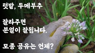 텃밭, 두메부추 / 잘라주면 분얼이 잘됩니다. / 모종공유는 언제?