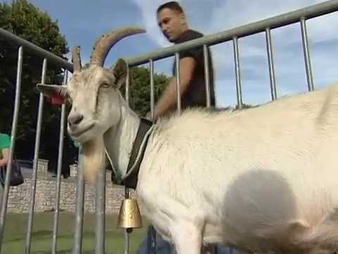 Nova istarska koza misica je Roža iz Bankovci