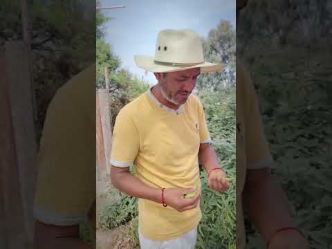 NACOR TORRES NOS DA A CONOCER QUÉ ES EL CHIVATITO DESDE HUAURA