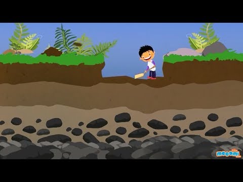 Soil Profile of Earth - Soil Layers and Horizons - Geography for Kids | Educational Videos by Mocomi