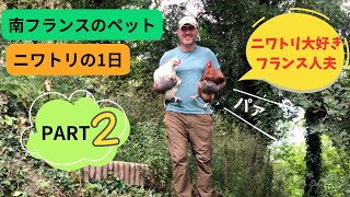 南フランスでニワトリ飼育🐓【PART2】ニワトリファンのための動画🐥
