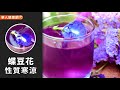 蝶豆花風波看懂了嗎？有這些症狀，4常見花草茶也別亂喝