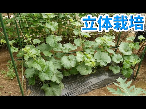 緑色のメロンが熟しているかどうかを見分ける方法