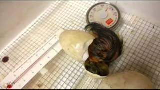 preview picture of video 'baby duck hatching'