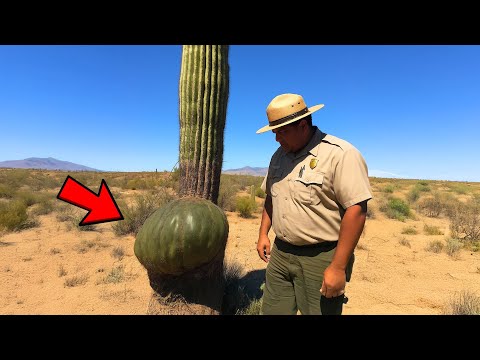 [Full Story] Ranger Found Saguaro Cactus With Strange Lump, Gut Told Him to Cut Into it…