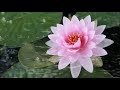 Jeffery Smith - Nature's Theme *THE SMOOTHJAZZ LOFT*