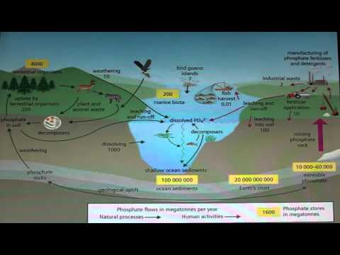 The Effects of Phosphates