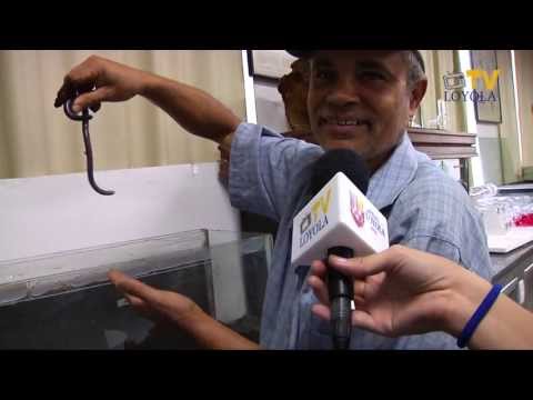 Você sabia que a cobra-cega não é uma cobra?