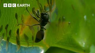 Tadpoles vs Wasps | BBC Earth