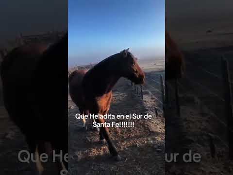 ❄️TREMENDA HELADA EN UN CAMPO ENTRE ALCORTA Y BIGAND, SANTA FE