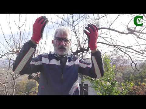 Pruning persimmons / Diospyros kaki - Reform and rejuvenation pruning of persimmons