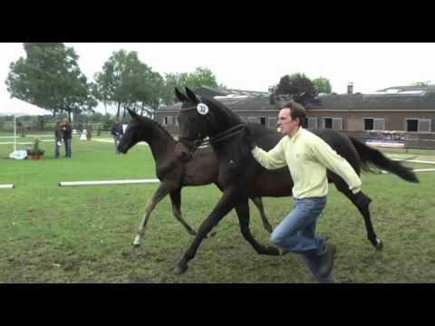 Sudweyher Fohlenschau 2011 - Kat.-Nr. 32: Hengstfohlen v. Dressage Royal - Sandro Hit - Weltmeyer