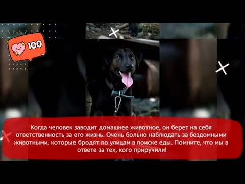 😁 Funniest 😻 Cats and 🐶 Dogs Marty - Awesome Funny Pet Animals 😇