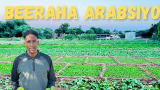 Beeraha ugu waxsoosaarka badan.