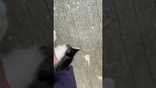 So cute ''neko''