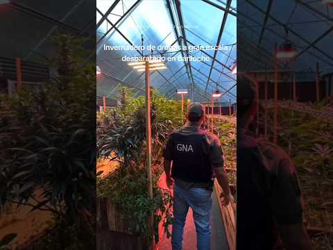 📍Río Negro:*Gendarmes desbaratan un invernadero clandestino de plantes de drogas. #gendarmeria #arg