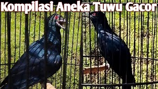 Download lagu Kompilasi Video Burung Tuwu Gacor: cocok untuk masteran dan pancingan mp3