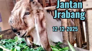 Download lagu Update Kambing jantan jrabang lipatan ekonomis mp3 Download lagu Update Kambing jantan jrabang lipatan ekonomis mp3