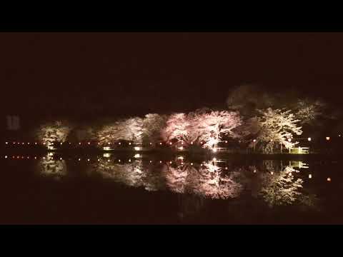 弁天潟風致公園 満開の桜 小鳥のさえずりとライトアップ