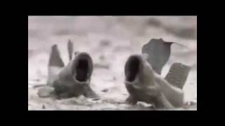 Muddy Mudskipper Show