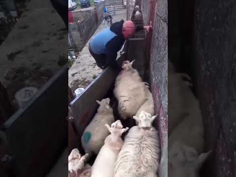 Мынау қойларды дұрыс бөле алмайды екен🤣🤣🤣#рекомендации #приколы #жизнь #тренды #барани