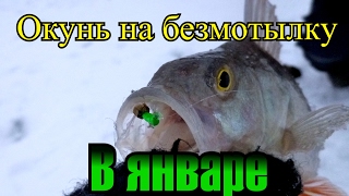 Ловля окуня на мормышку в январе