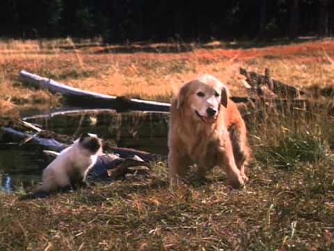 Homeward Bound: The Incredible Journey (1993) Official Trailer