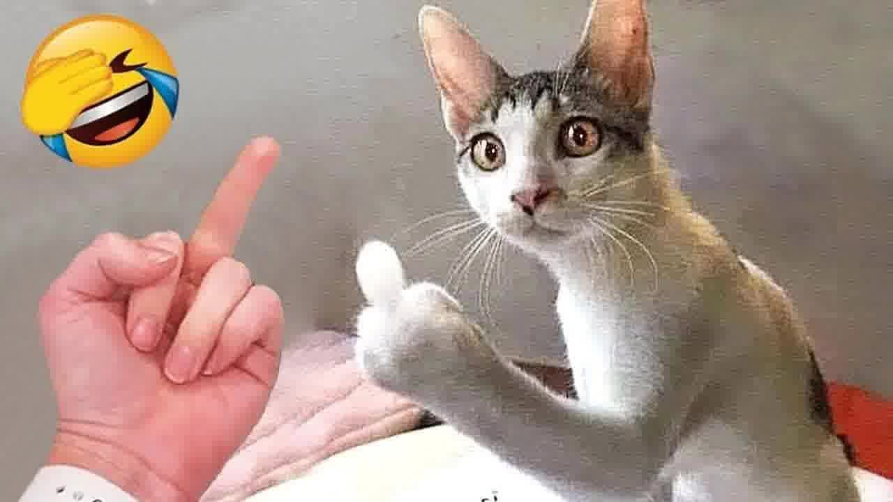 😅 When you own a CAT with an IQ 200 😹 Funny And Cute Animal Videos 2024 😘😆