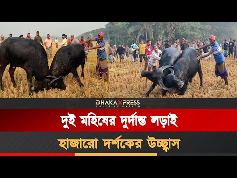 বরগুনার আমতলীতে গ্রাম বাংলার ঐতিহ্যবাহী মহিষের লড়াই