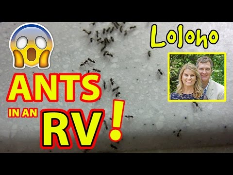 ANT INFESTATION IN THE RV!!!
