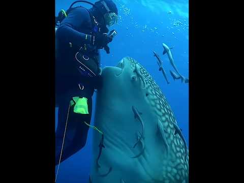 💥 சுறா செய்த சம்பவம் 😮 மிரண்டுபோன கடல் உயிரினங்கள் 🥵 Whale Shark #shortsfeed #tamil #history