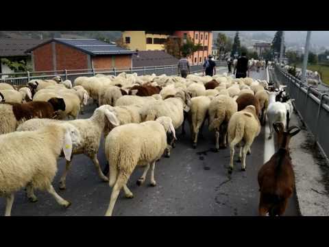 LA TRANSUMANZA DI PECORE E MUCCHE : FIERA DI S.LUCA A DEMONTE. (CN) 9 - 10 - 2016