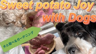【Youtube New Zealand】Fun for You and Your Dog! Home Sweet Potato Harvesting