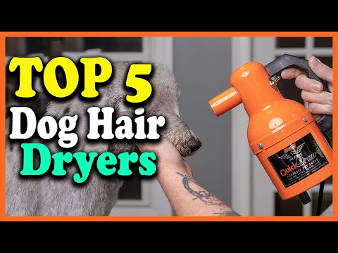 ✅Top 5 Best Dog Hair Dryers in 2022