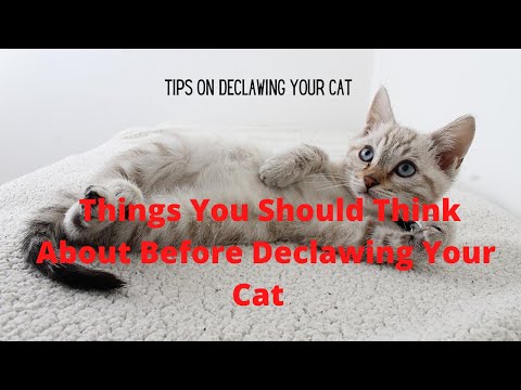 Things You Should Think About Before Declawing Your Cat