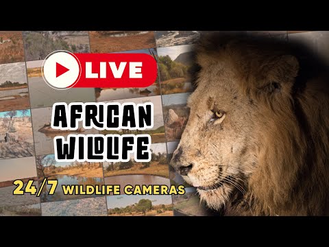LIVE 24/7: Watch Wild African Animals at Waterholes | Wild Africa Live