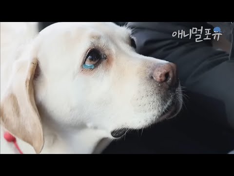 4년만에 돌아간주인목소리듣는 천재견 호야