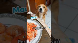 Download lagu ANABUL TRIED EATING BOILED SHRIMP‼️😍 #shorts #cutedog mp3