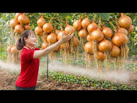 Harvesting Giant Onions in Early Morning Dew | Hydroponic Farm Surprise That Shocked Everyone