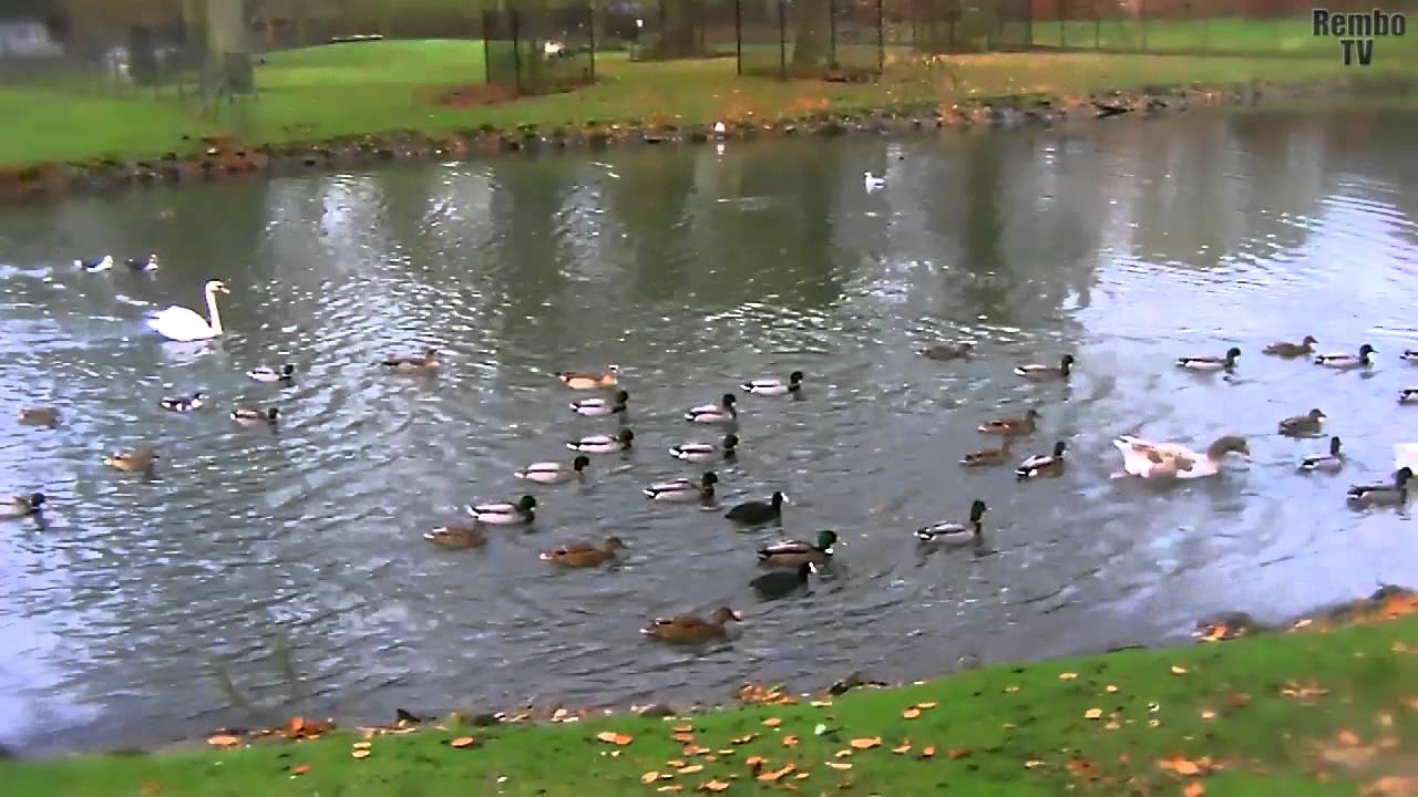 Eenden voeren bij de Hertenkamp in Bloemendaal (21-11-2012)