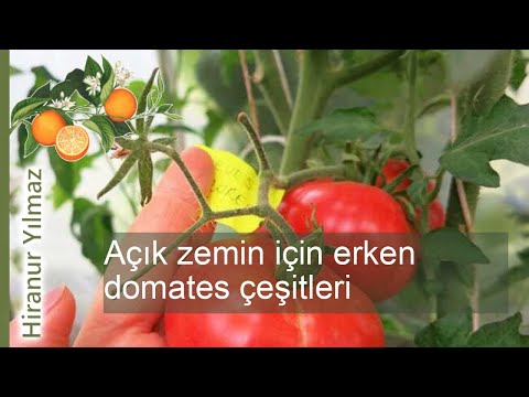 , title : 'Erken hasat için ideal: açık zeminde yetiştirilebilecek erken domates ceşitleri'
