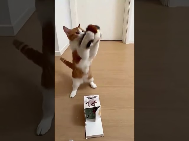Vídeo relacionado con Juguete de Cuerda Loro Peluche Interactivo a Cuerda