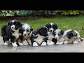 Miniature Australian Shepherd dogs for sale: Callie  - Video 1
