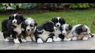 Video preview image #1 Miniature Australian Shepherd Puppy For Sale in COATESVILLE, PA, USA